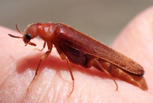 Elateroides dermestoides